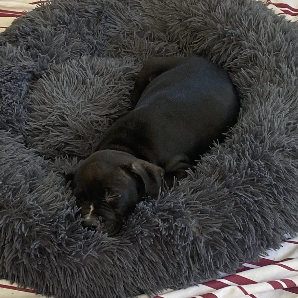 Enlarge Guinness, a Adoptable Mixed Breed in Seminole, FL image 4/6