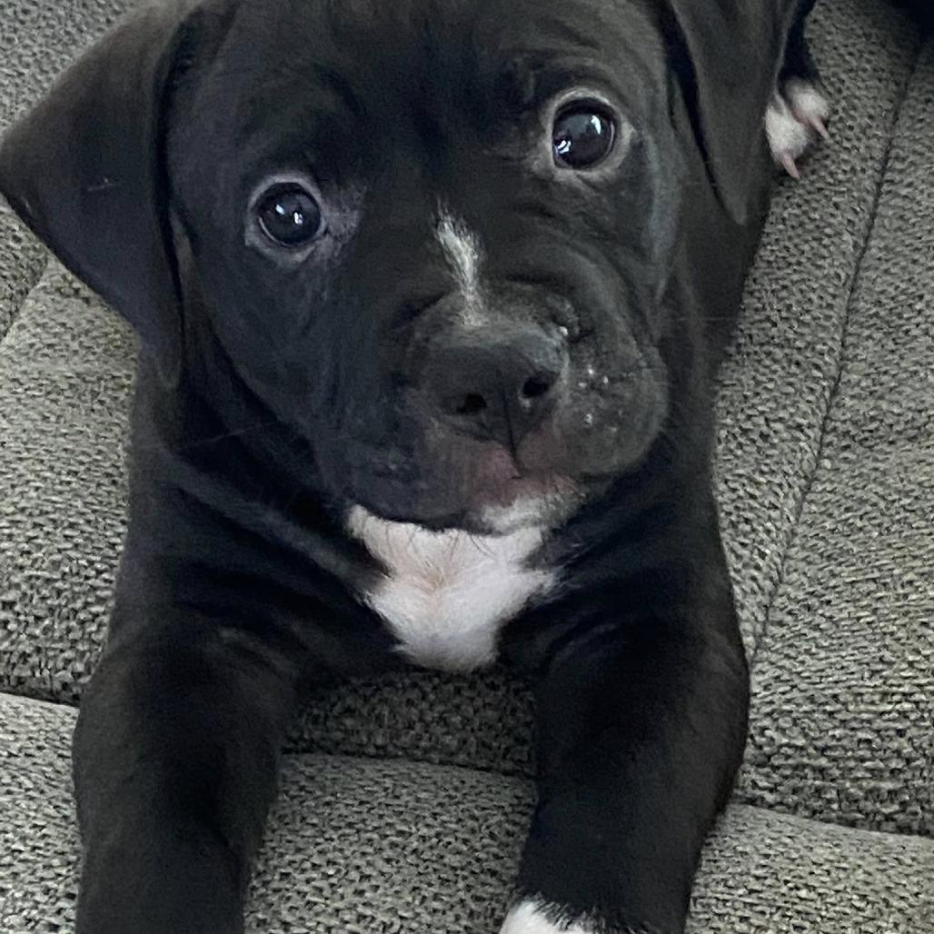 Enlarge Guinness, a Adoptable Mixed Breed in Seminole, FL image 5/6