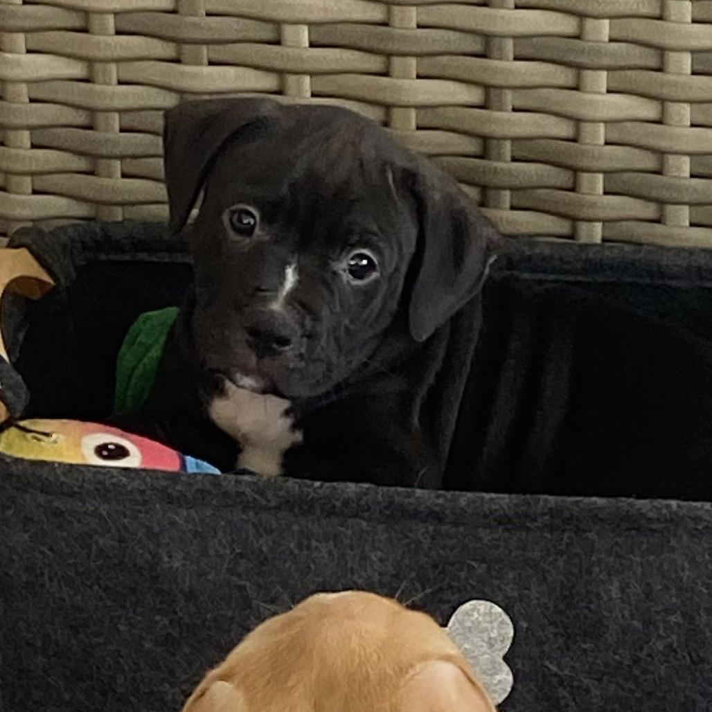 Enlarge Guinness, a Adoptable Mixed Breed in Seminole, FL image 6/6