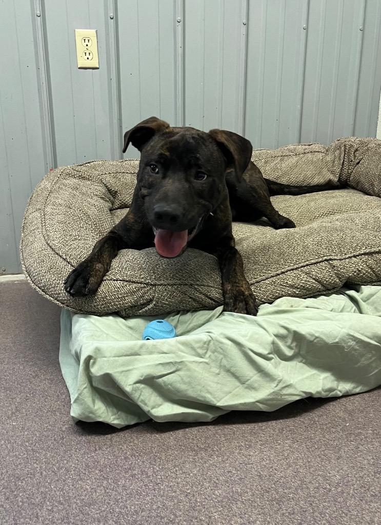 Enlarge Zane, a Adoptable mixed breed in Virginia, MN image 1/4