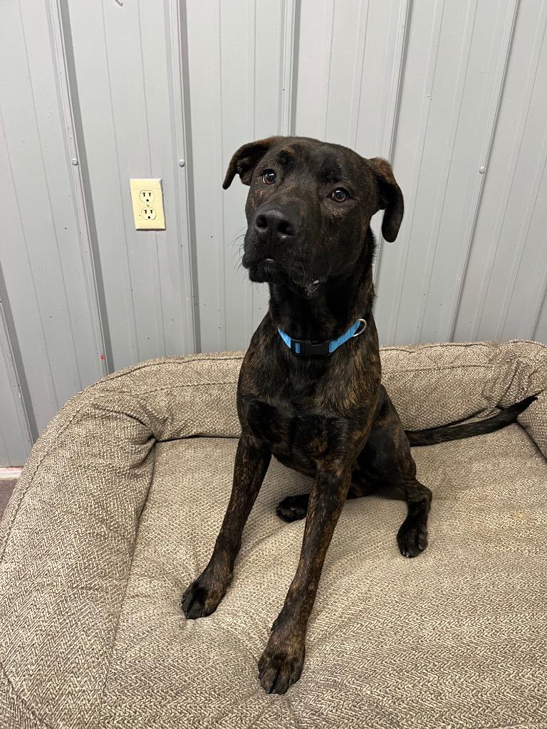 Enlarge Zane, a Adoptable mixed breed in Virginia, MN image 3/4