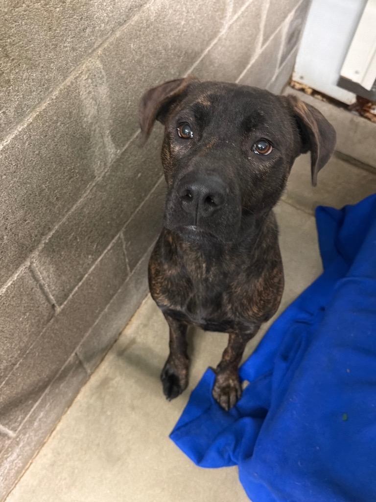 Enlarge Zane, a Adoptable mixed breed in Virginia, MN image 4/4