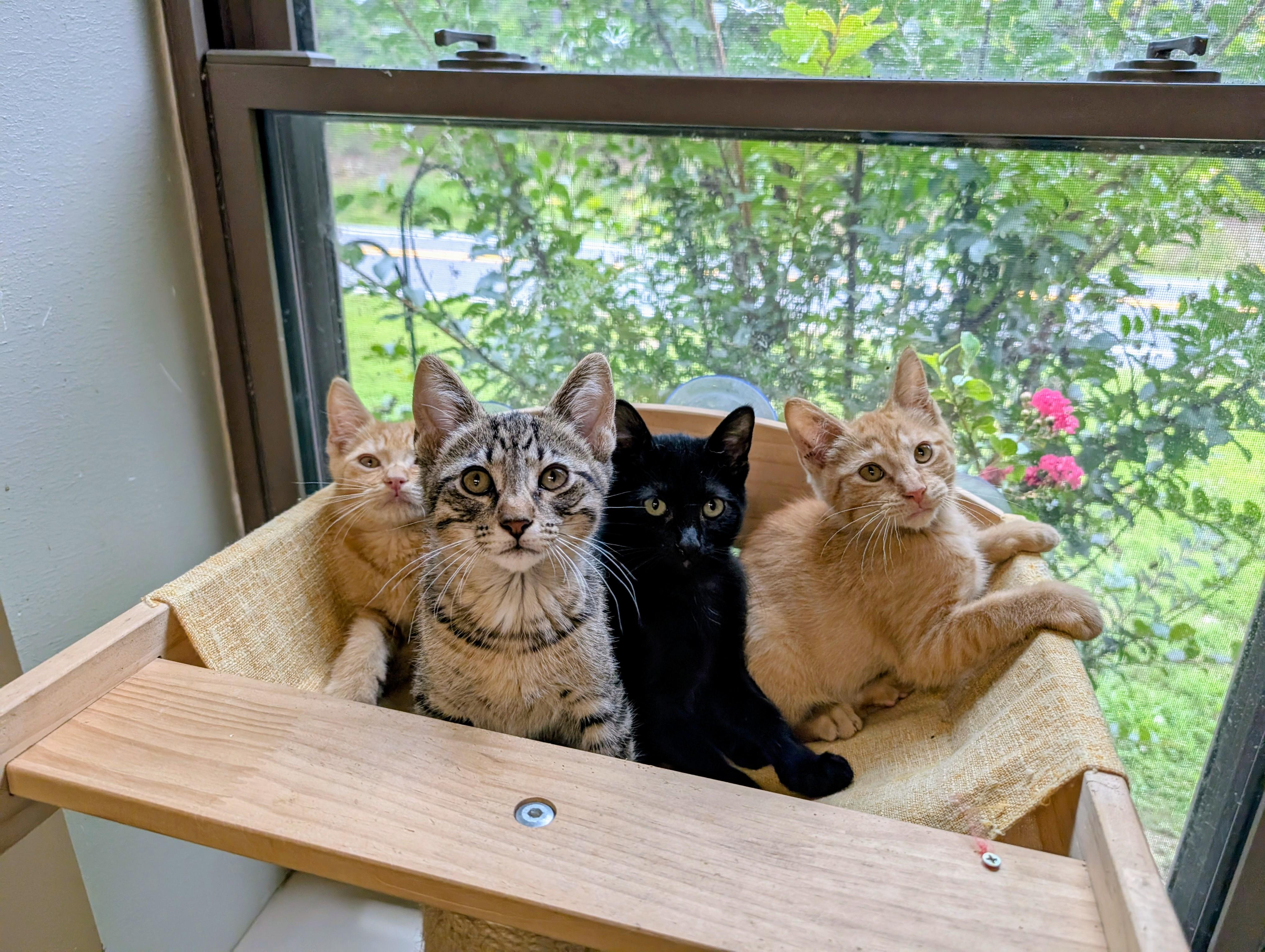 Kittens (Tabby) 1