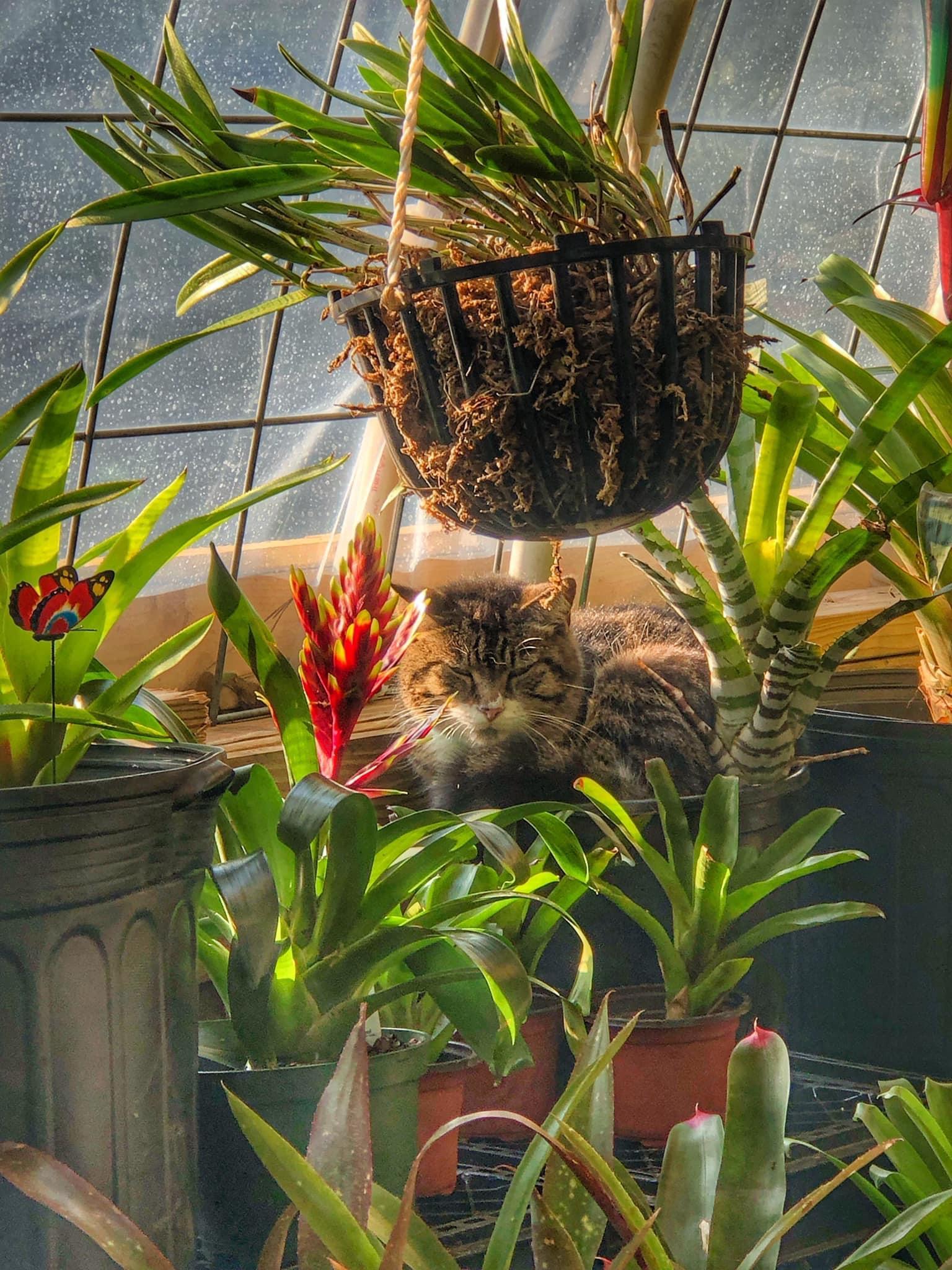 Enlarge Barn or House BOOTS, a Adoptable Domestic Short Hair in CRYSTAL RIVER, FL image 2/5