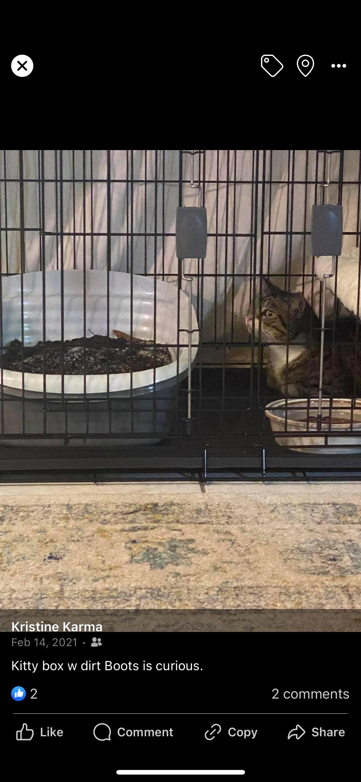 Enlarge Barn or House BOOTS, a Adoptable Domestic Short Hair in CRYSTAL RIVER, FL image 4/5