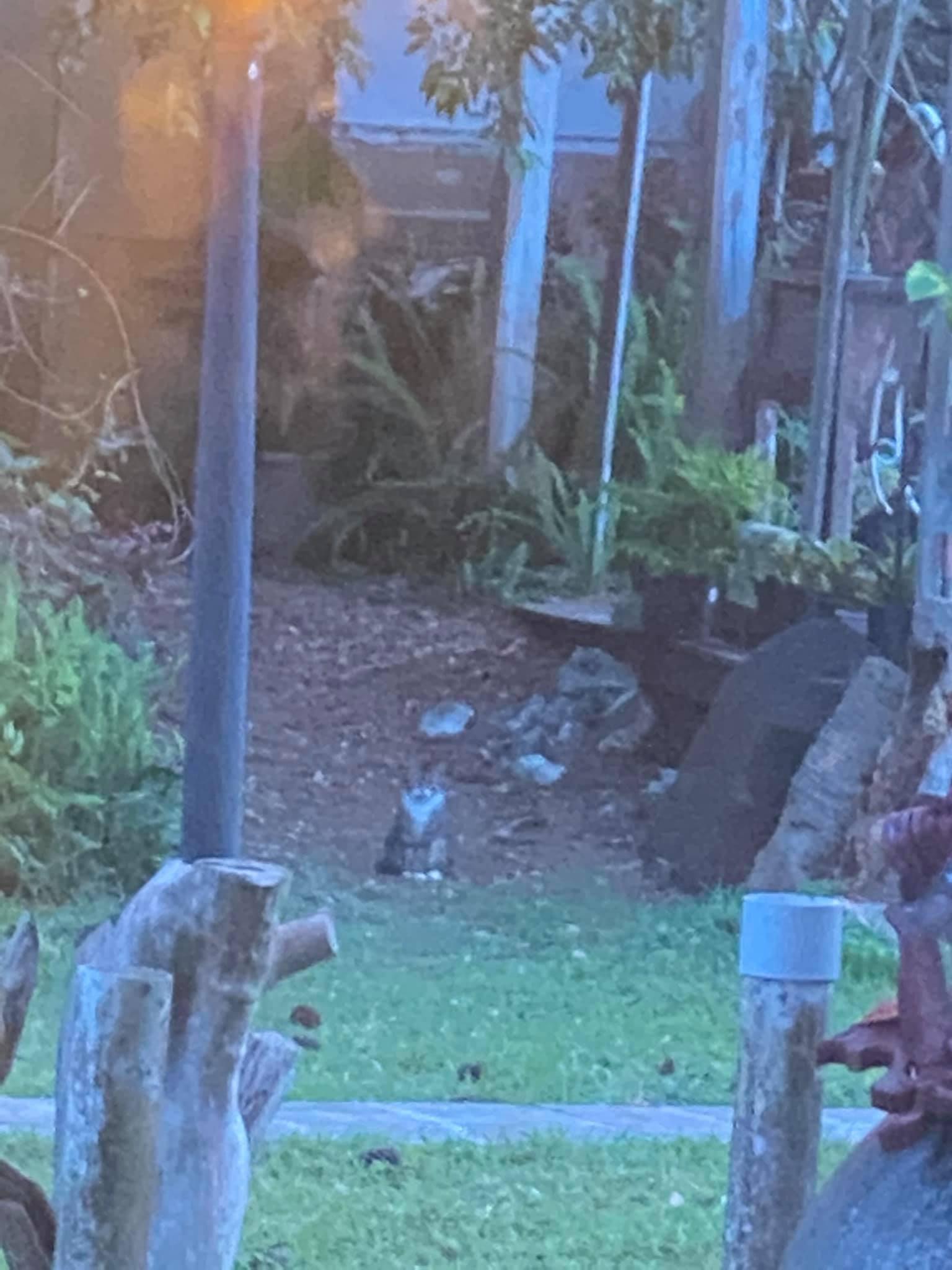 Enlarge Barn or House BOOTS, a Adoptable Domestic Short Hair in CRYSTAL RIVER, FL image 5/5