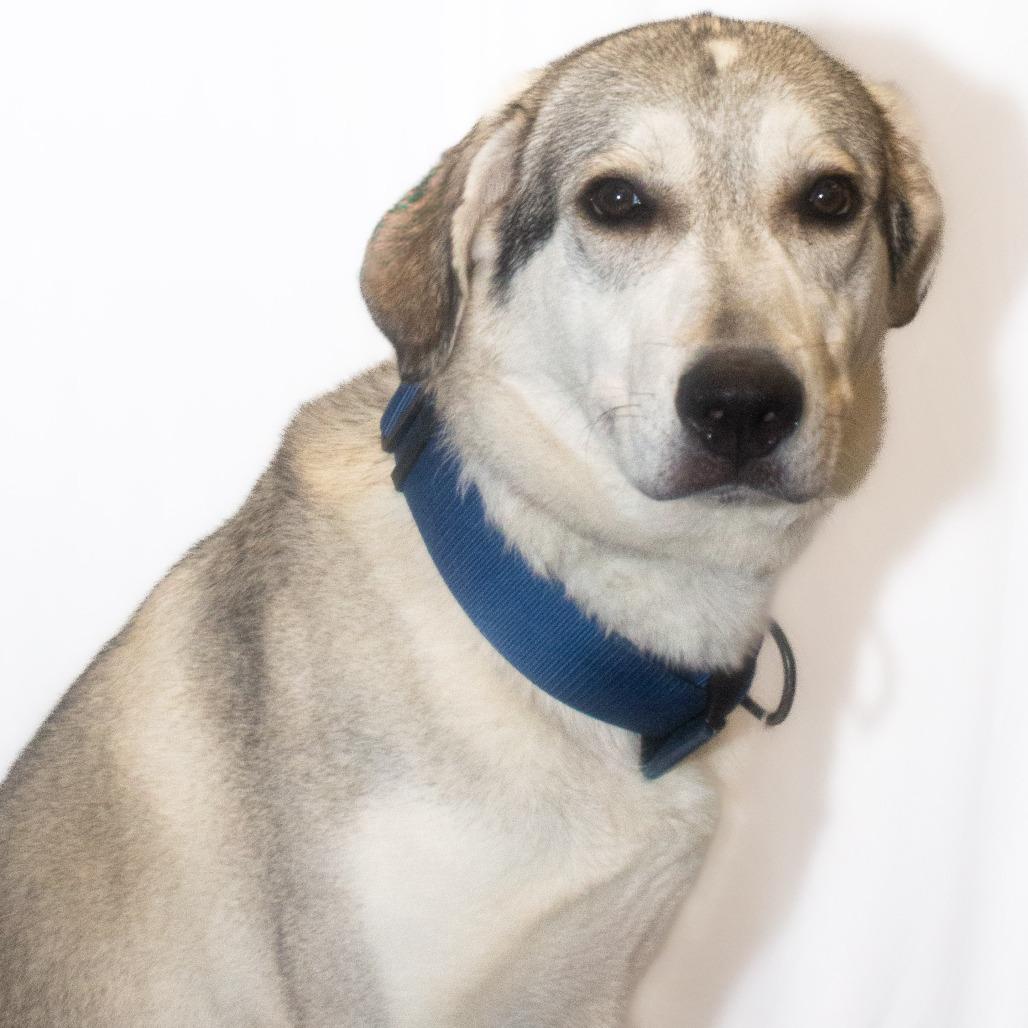 Enlarge Buckley, a Adoptable Mixed Breed in Dickinson, TX image 1/6