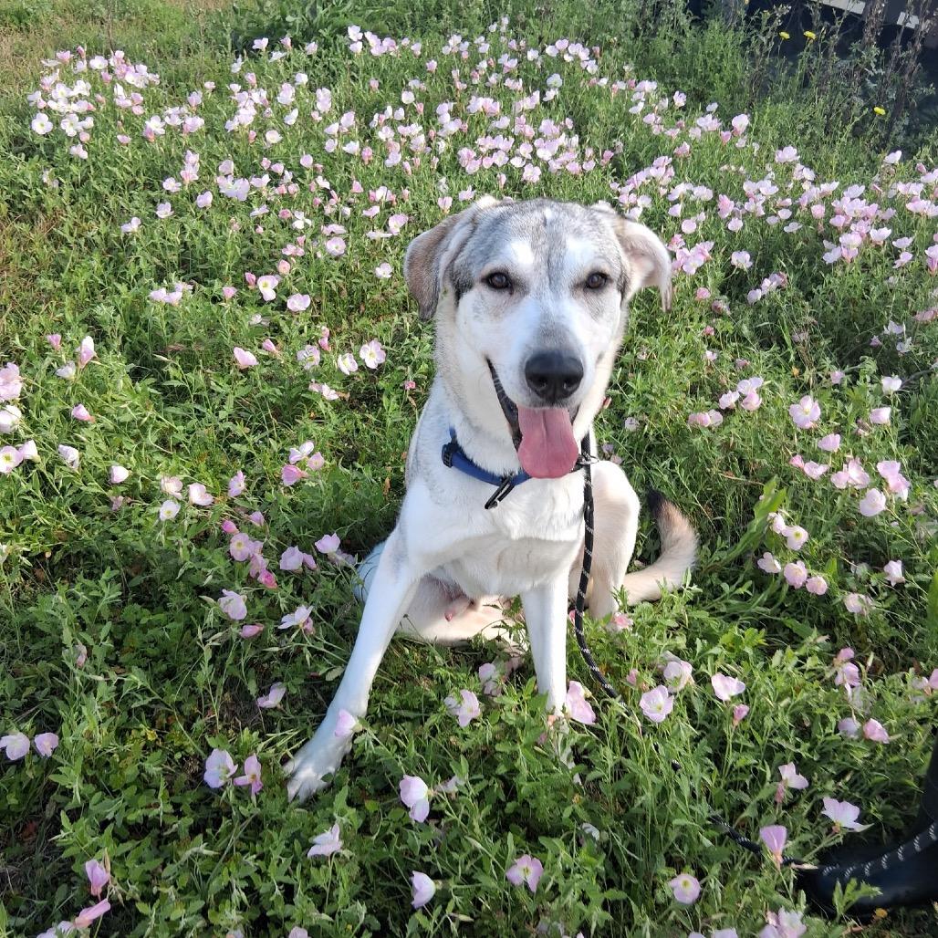 Enlarge Buckley, a Adoptable Mixed Breed in Dickinson, TX image 1/5