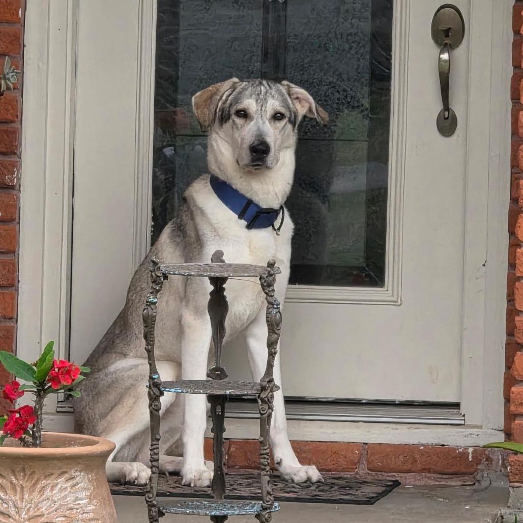 Enlarge Buckley, a Adoptable Mixed Breed in Dickinson, TX image 2/5
