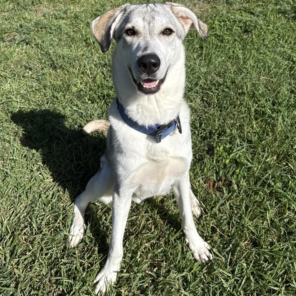 Enlarge Buckley, a Adoptable Mixed Breed in Dickinson, TX image 4/6