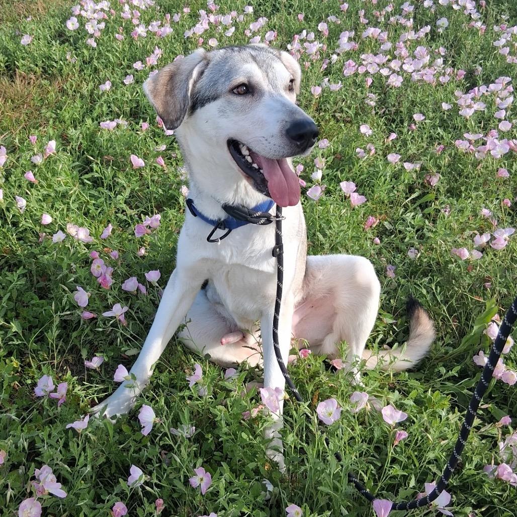 Enlarge Buckley, a Adoptable Mixed Breed in Dickinson, TX image 3/5