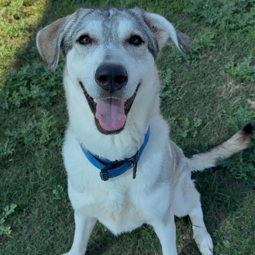 Enlarge Buckley, a Adoptable Mixed Breed in Dickinson, TX image 4/6