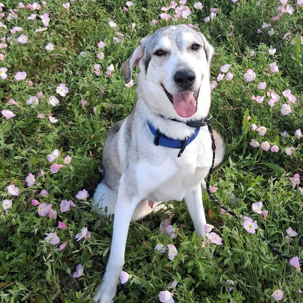 Enlarge Buckley, a Adoptable Mixed Breed in Dickinson, TX image 4/5