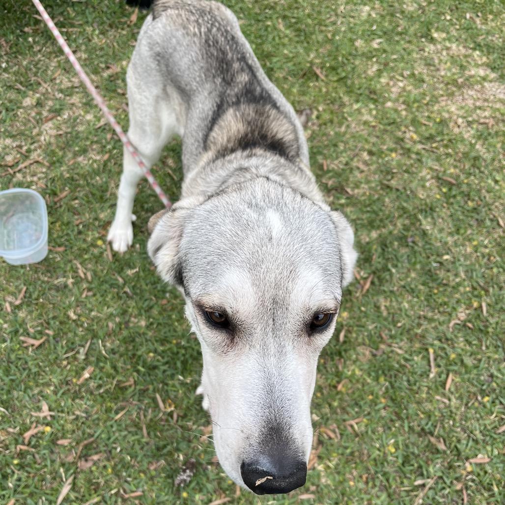 Enlarge Buckley, a Adoptable Mixed Breed in Dickinson, TX image 5/5