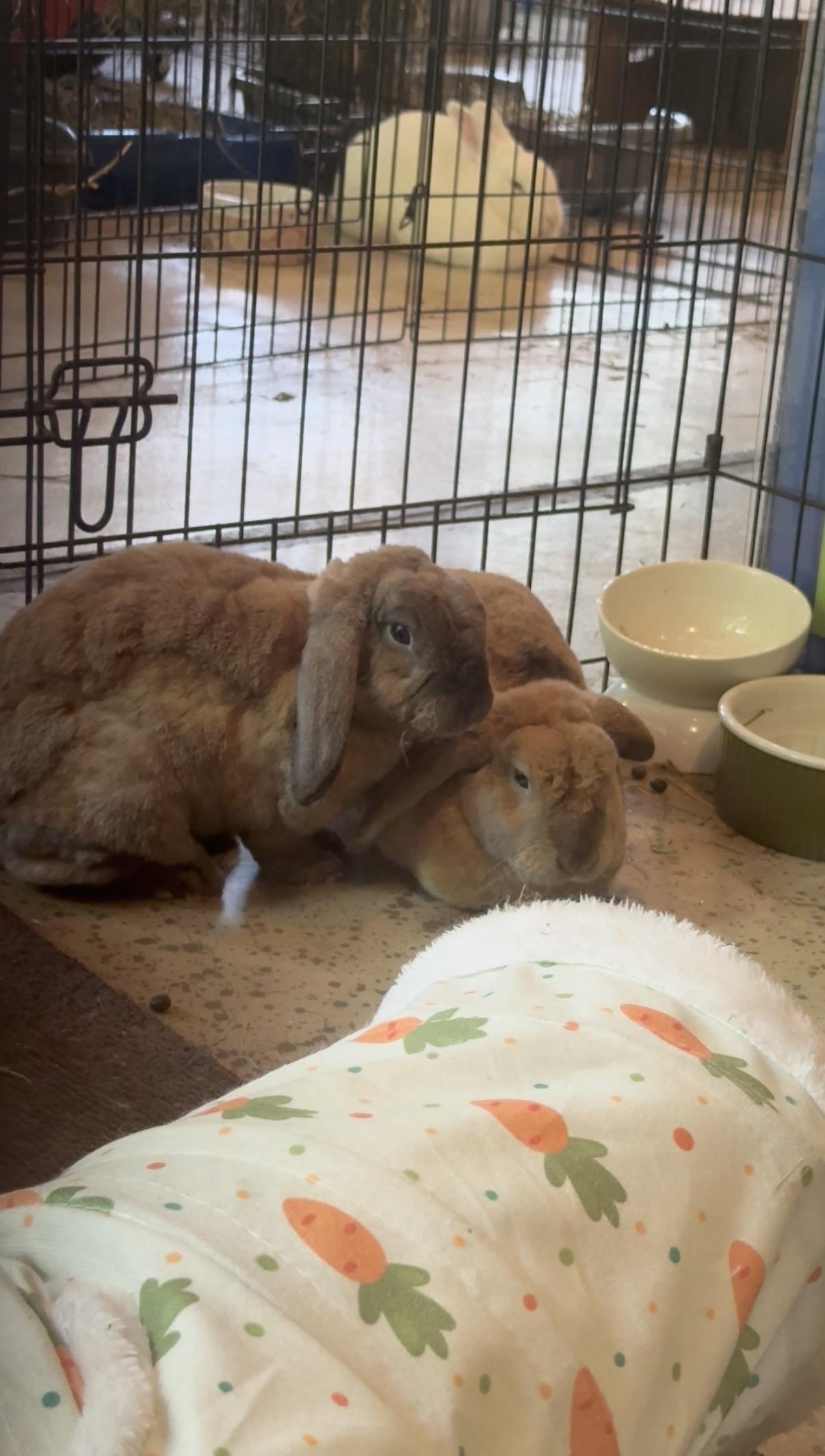 Enlarge Rembrandt and Monet, a Adoptable Holland Lop in Salisbury Mills, NY image 3/4