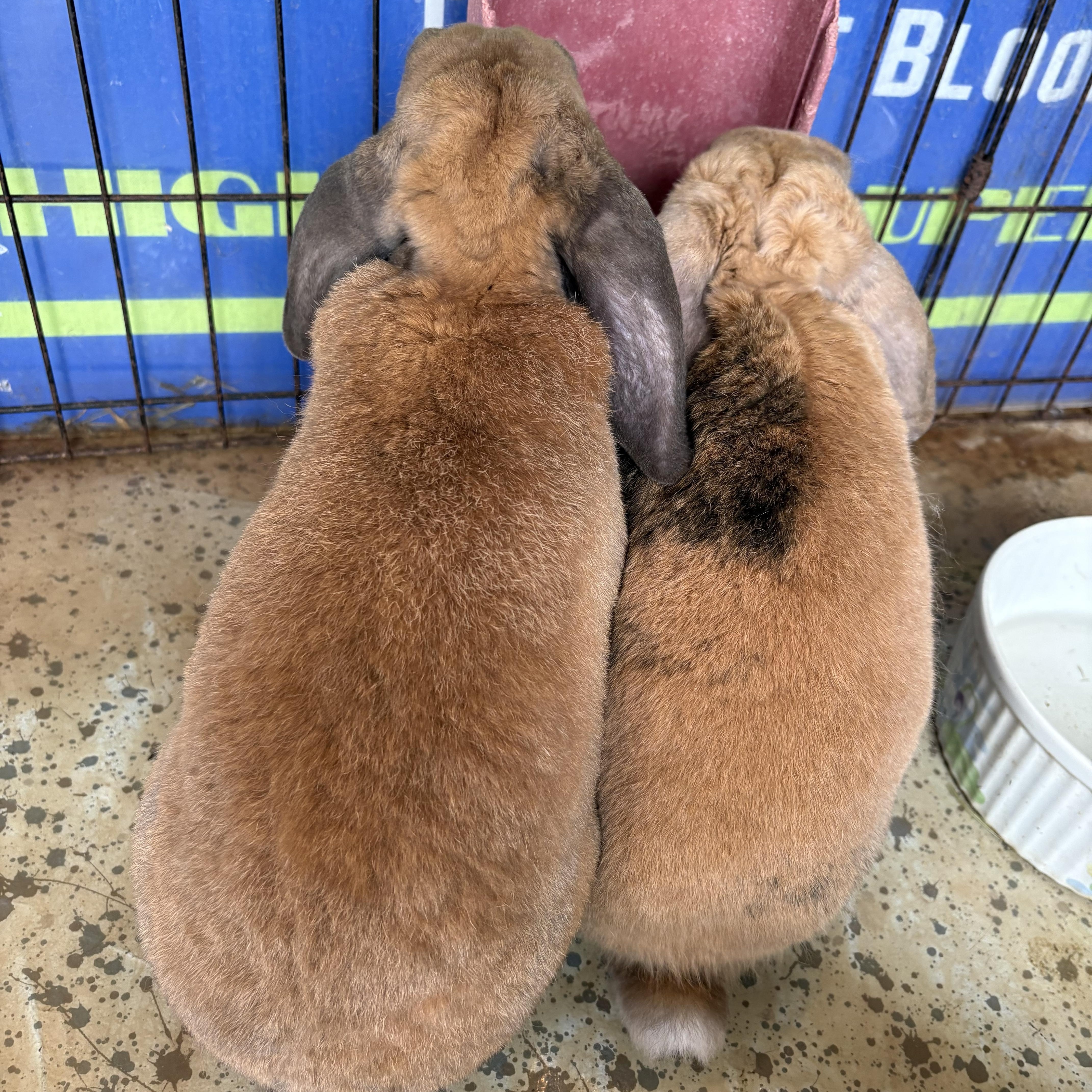 Enlarge Rembrandt and Monet, a Adoptable Holland Lop in Salisbury Mills, NY image 4/4
