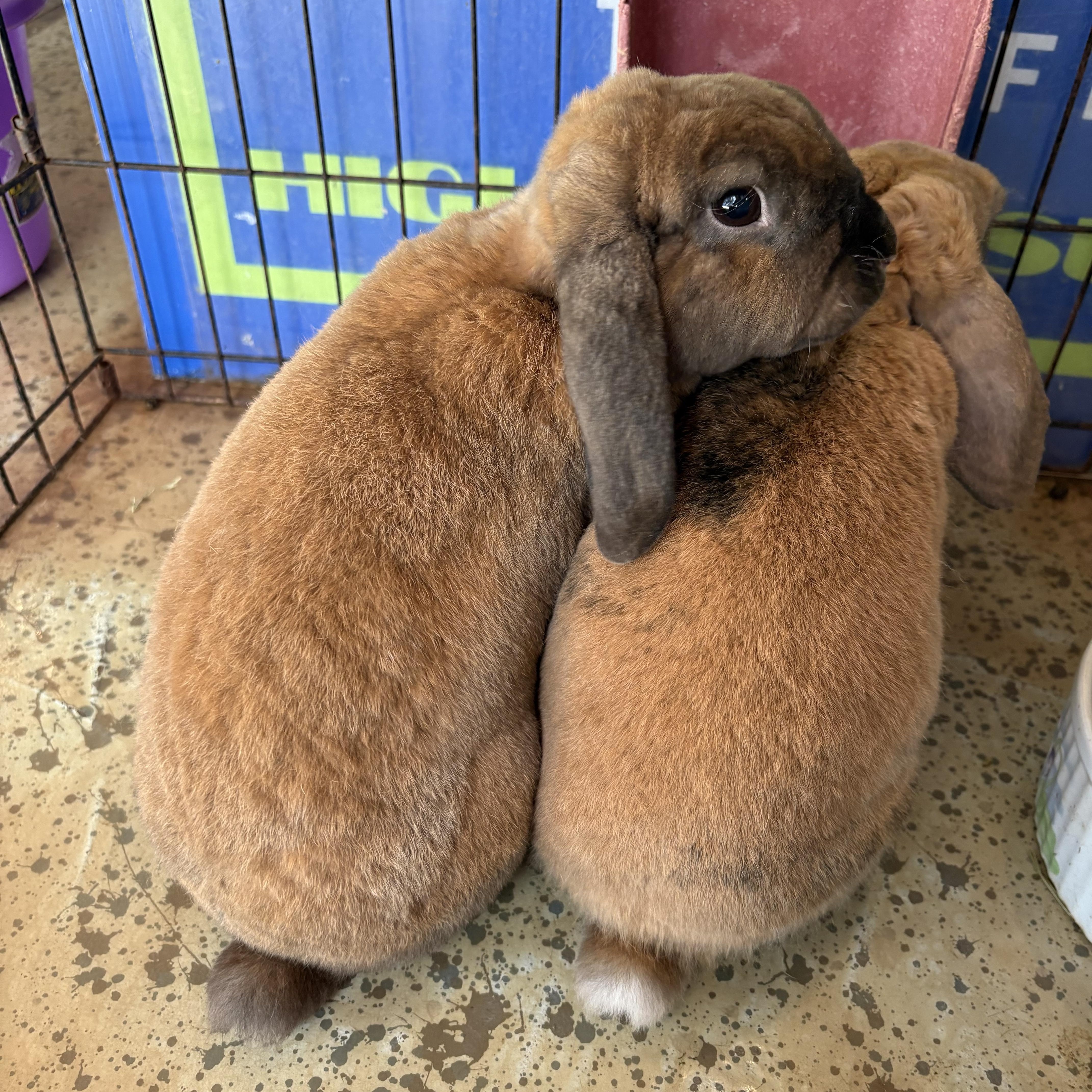 Enlarge Rembrandt and Monet, a Adoptable Holland Lop in Salisbury Mills, NY image 1/4