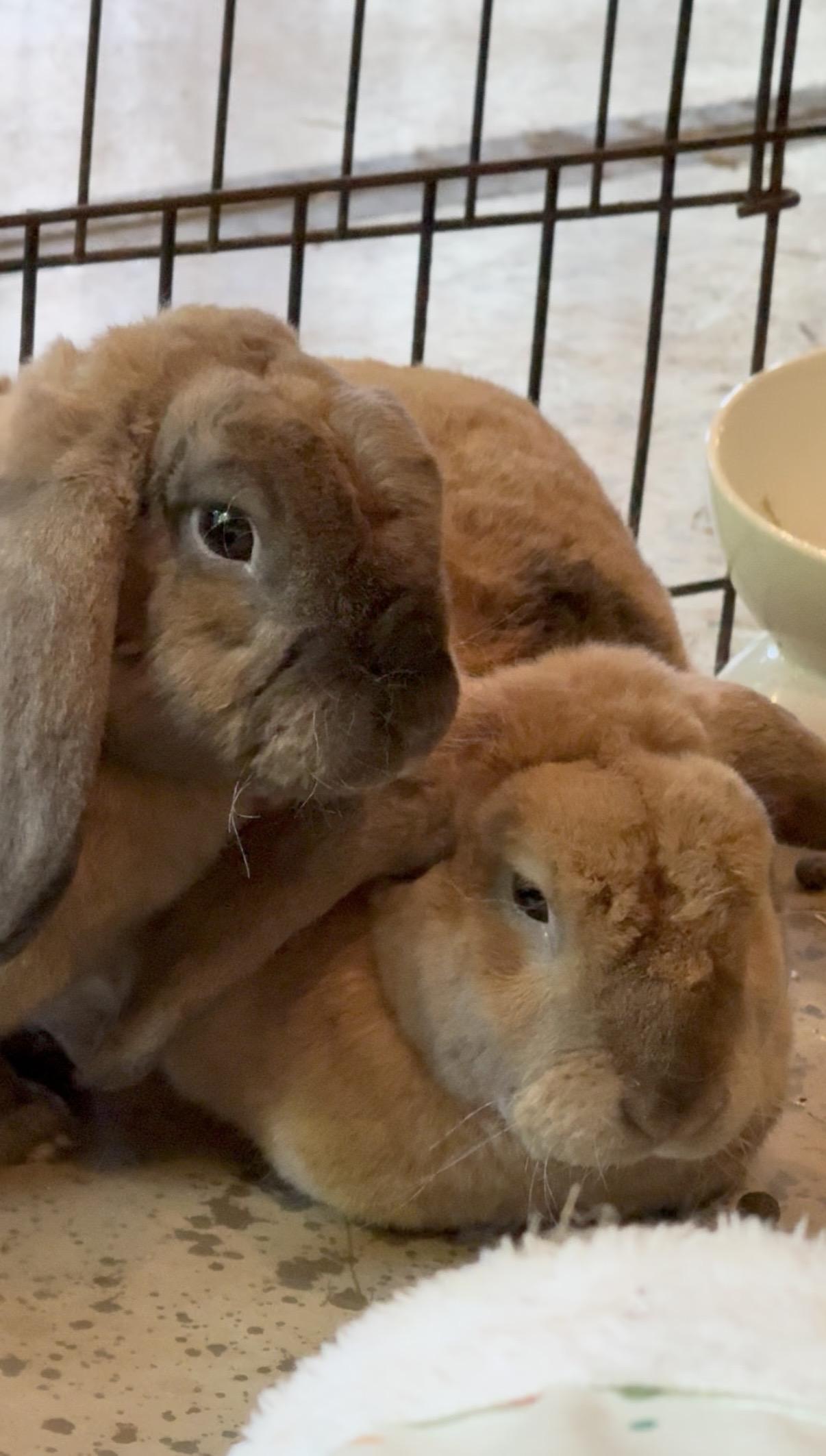 Enlarge Rembrandt and Monet, a Adoptable Holland Lop in Salisbury Mills, NY image 2/4