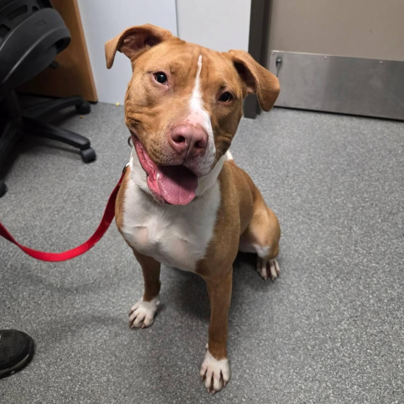 Enlarge Autumn, a Adoptable Pit Bull Terrier in Abbotsford, BC image 1/1