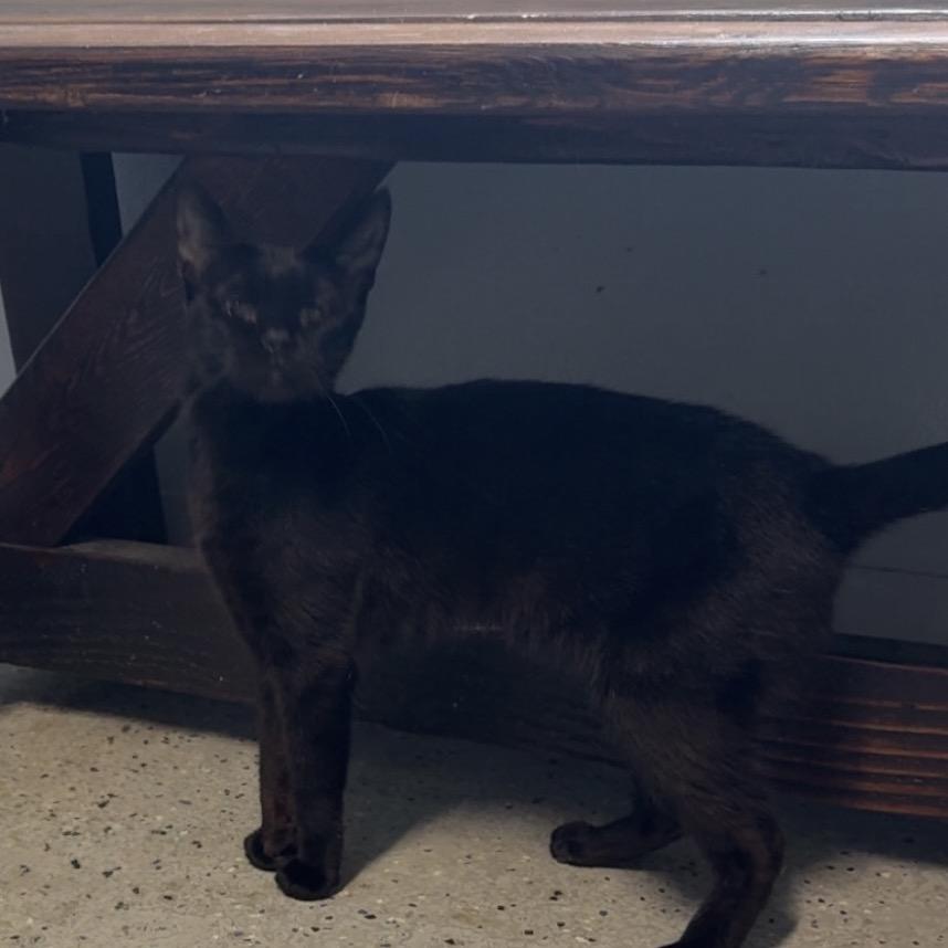 Midnight, a Adoptable Domestic Short Hair in Blair, WI image 2/2