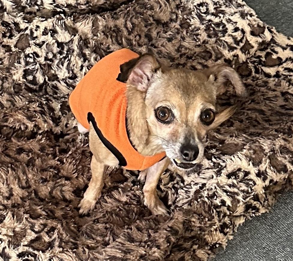 Enlarge Fern, a Adoptable mixed breed in Brooklyn, NY image 3/6