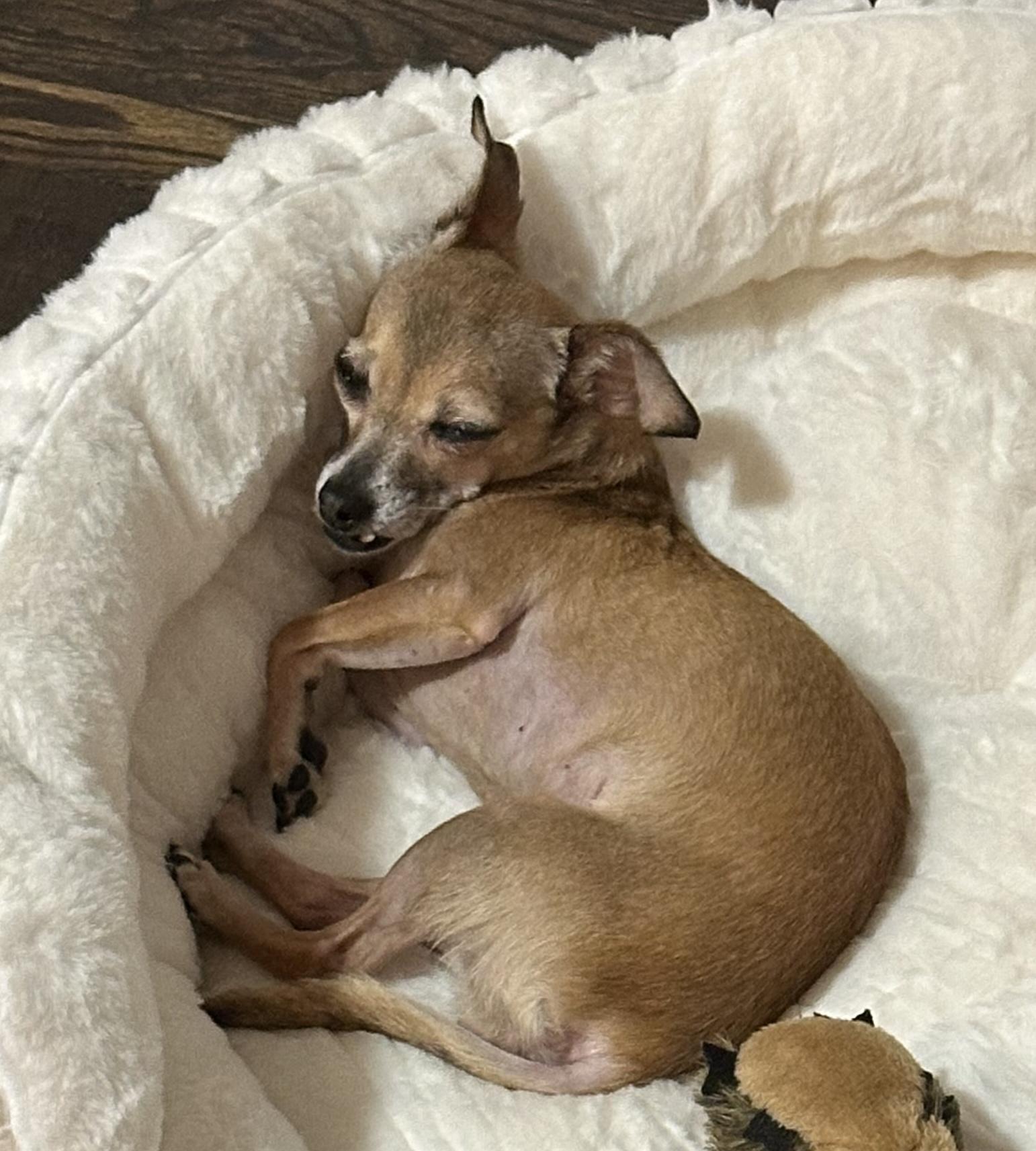 Enlarge Fern, a Adoptable mixed breed in Brooklyn, NY image 6/6