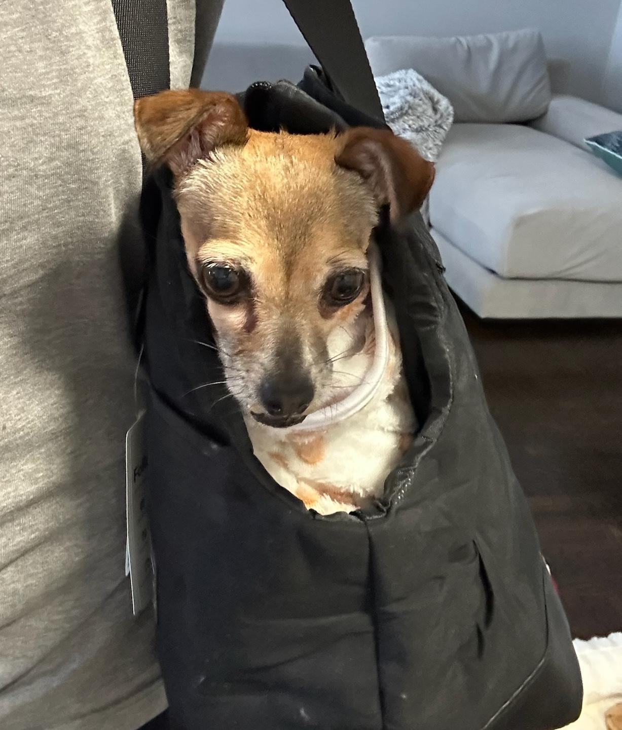 Enlarge Fern, a Adoptable mixed breed in Brooklyn, NY image 2/6