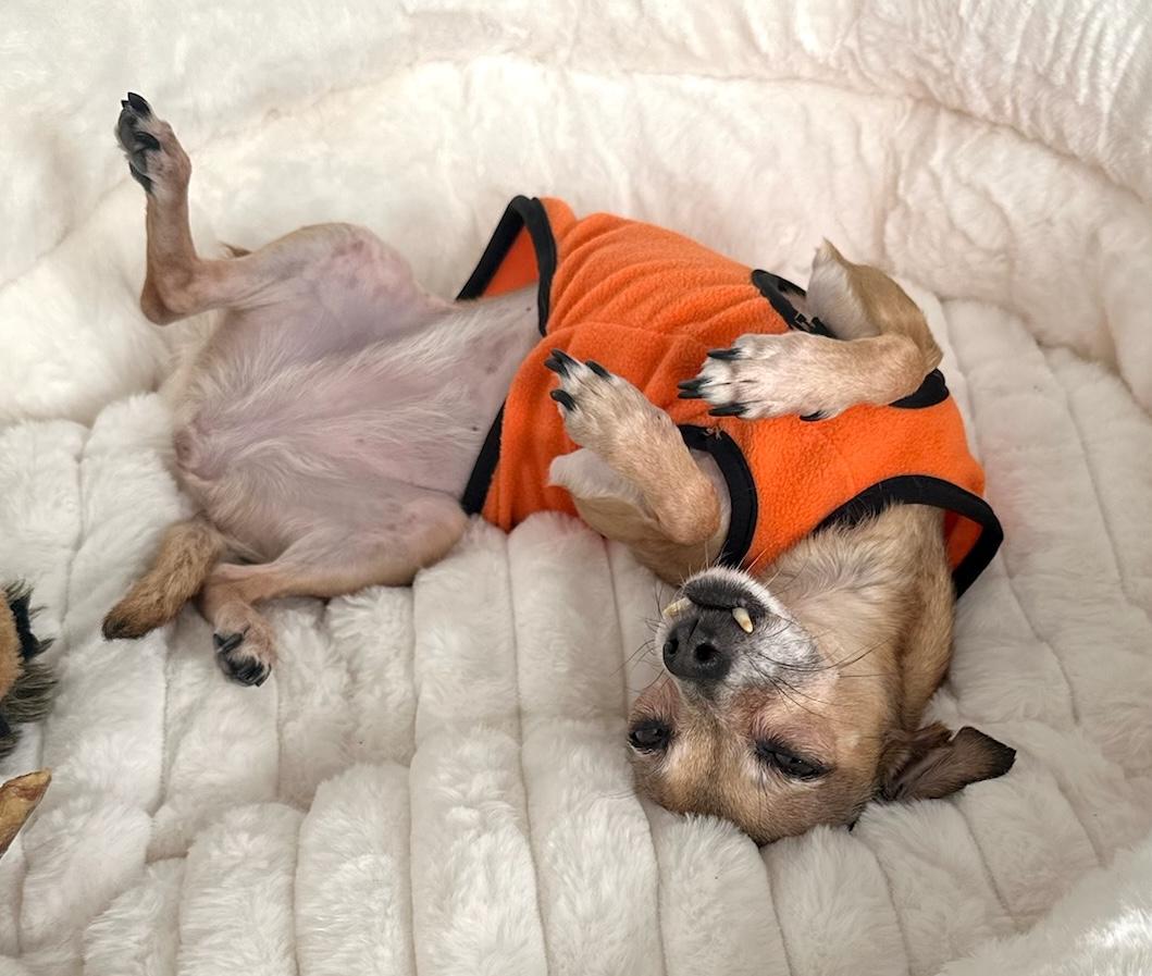 Enlarge Fern, a Adoptable mixed breed in Brooklyn, NY image 6/6