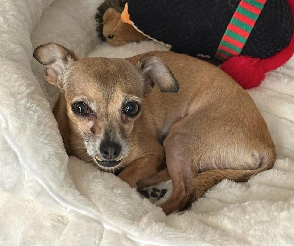 Enlarge Fern, a Adoptable mixed breed in Brooklyn, NY image 1/6