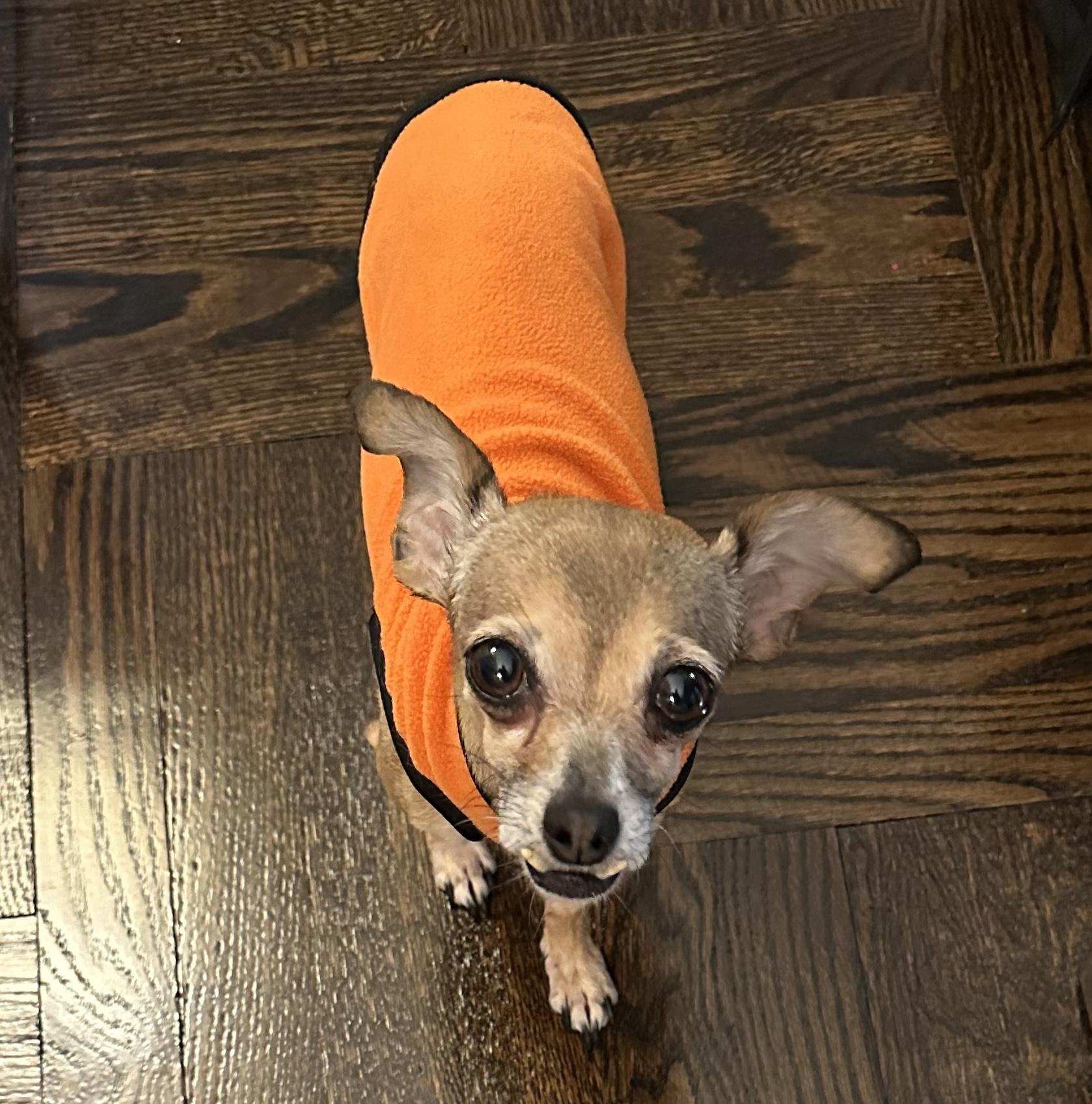 Fern, Adoptable, Senior Female Chihuahua.