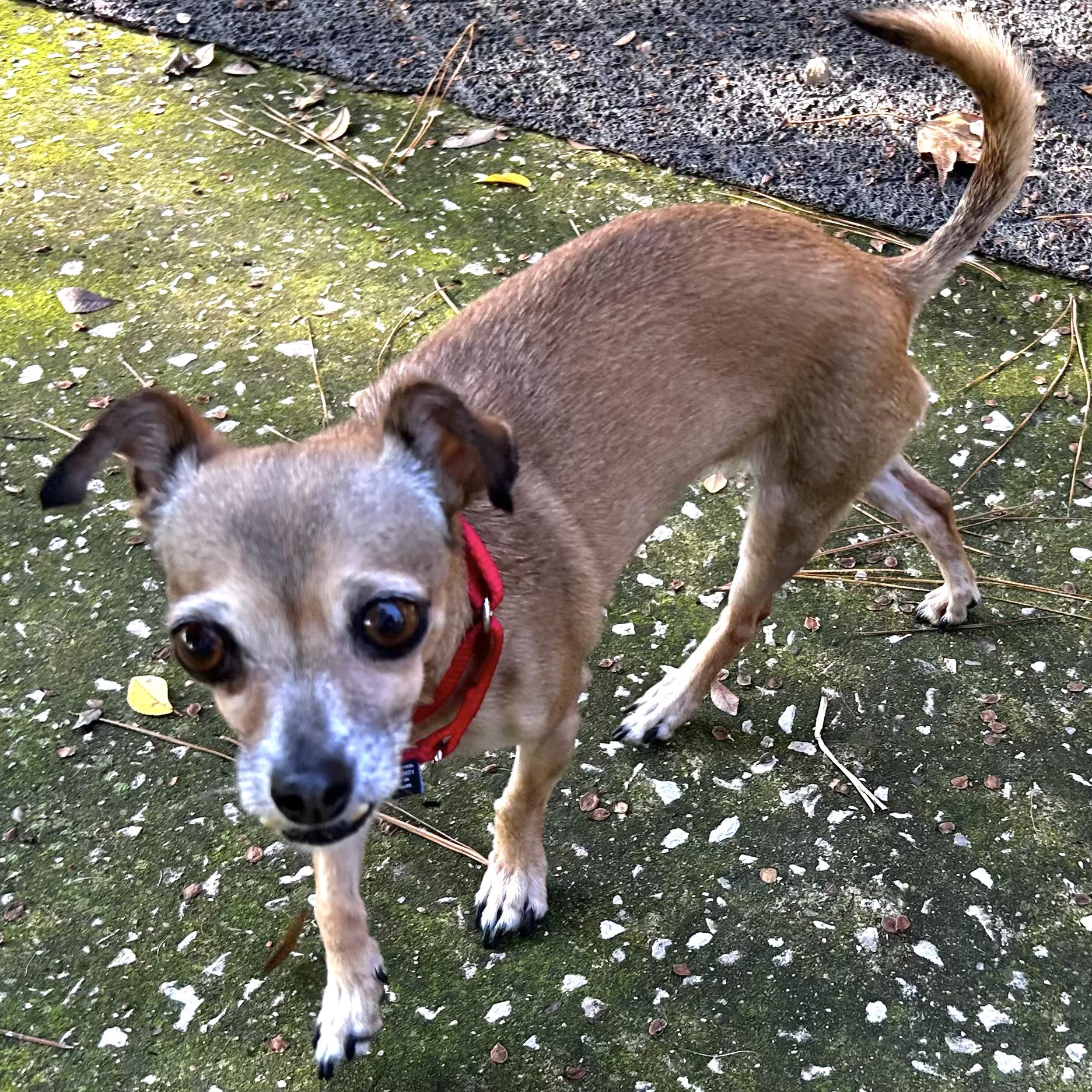 Enlarge Fern, a Adoptable mixed breed in Brooklyn, NY image 4/6