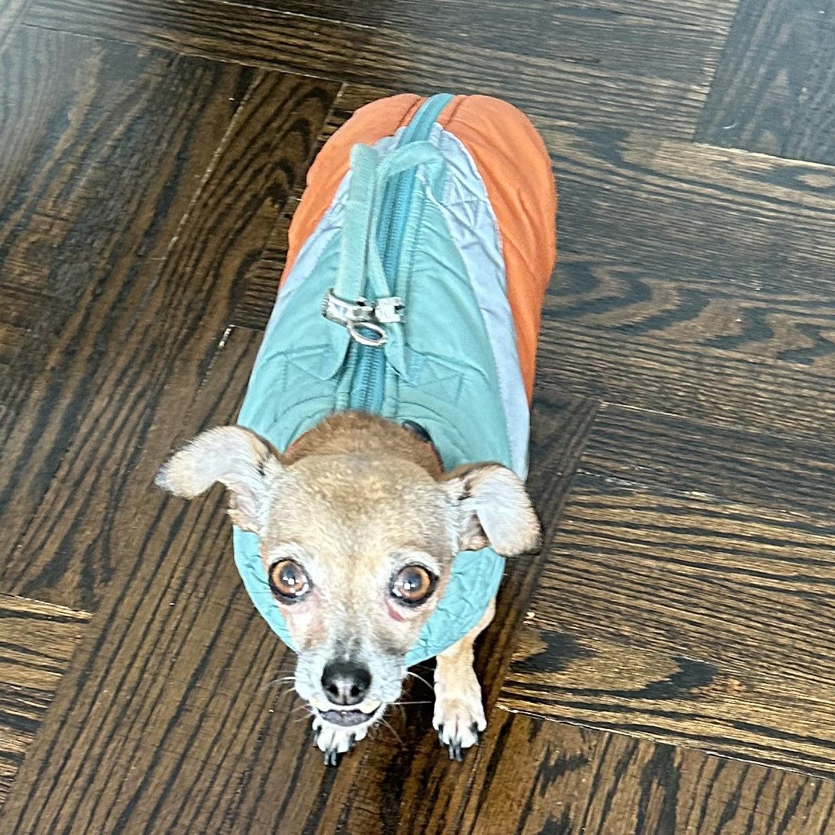 Enlarge Fern, a Adoptable mixed breed in Brooklyn, NY image 2/6