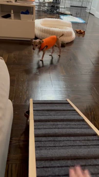 Enlarge Fern, a Adoptable mixed breed in Brooklyn, NY video 5/6