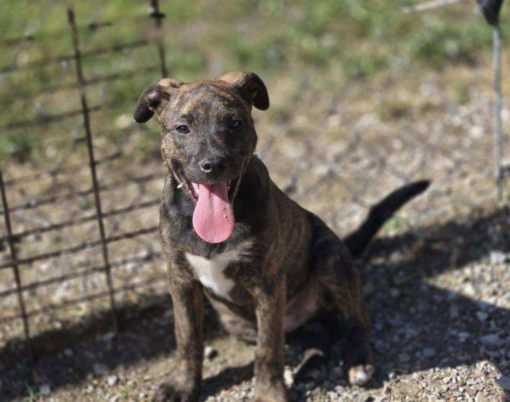 Maui, Adoptable, Young Male Mixed Breed.