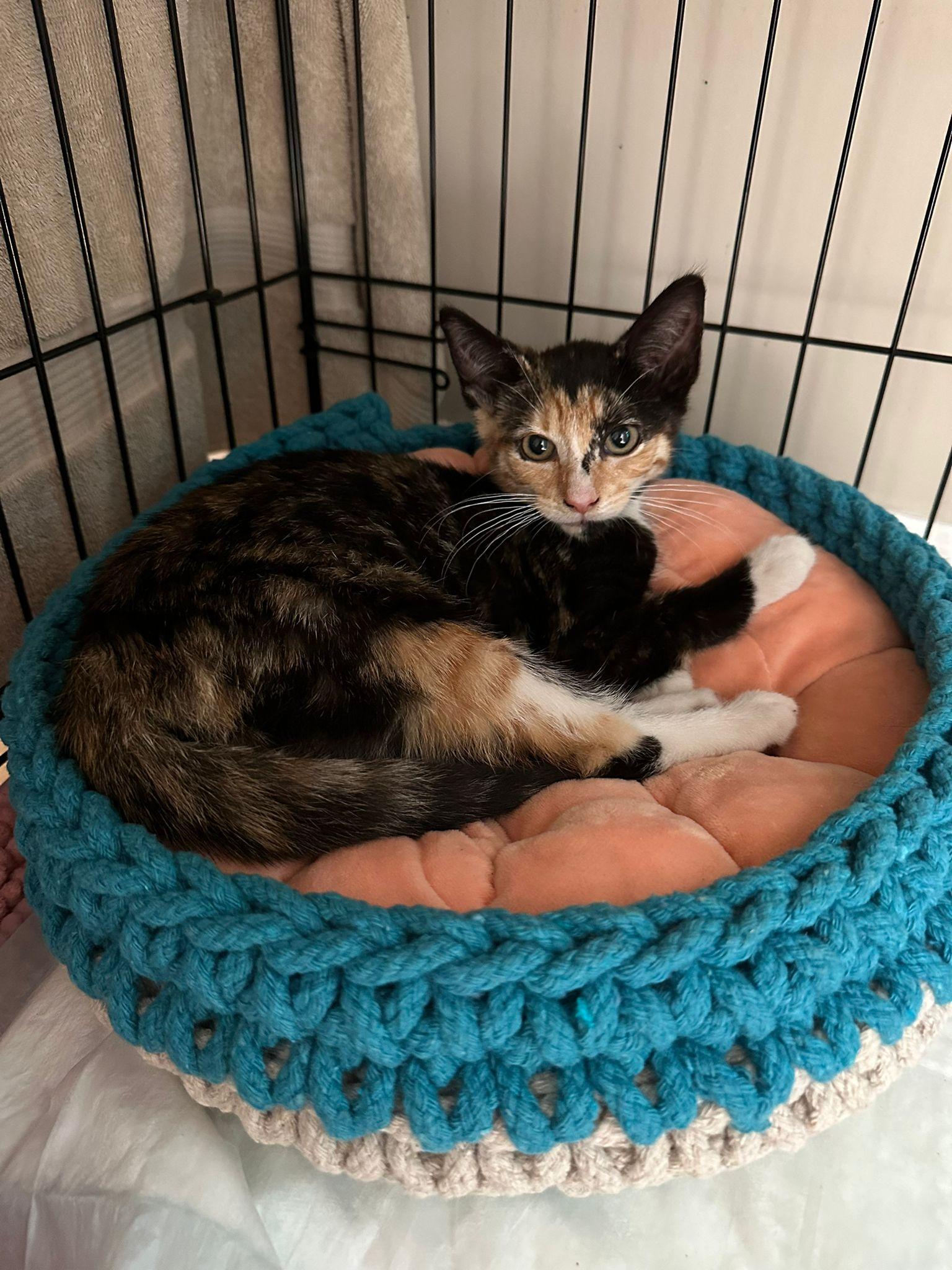 Trinity, Adoptable, Kitten Female Calico.