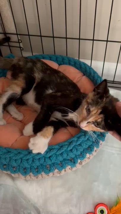 Enlarge Trinity, a Adoptable Calico in Brooklyn, NY video 2/2
