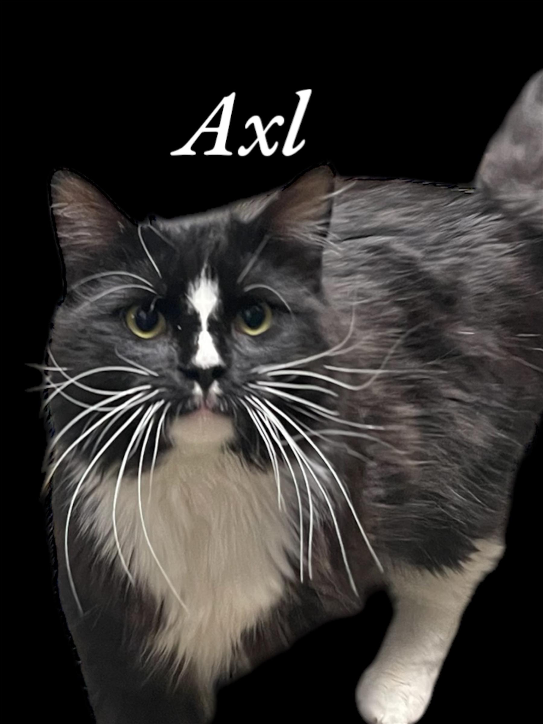 Axl, an adoptable Domestic Long Hair in Auburn, CA, 95603 | Photo Image 1