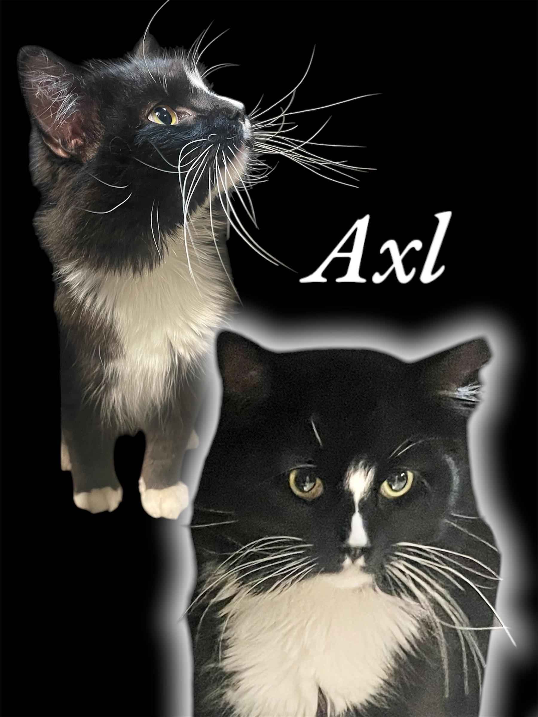 Axl, an adoptable Domestic Long Hair in Auburn, CA, 95603 | Photo Image 2
