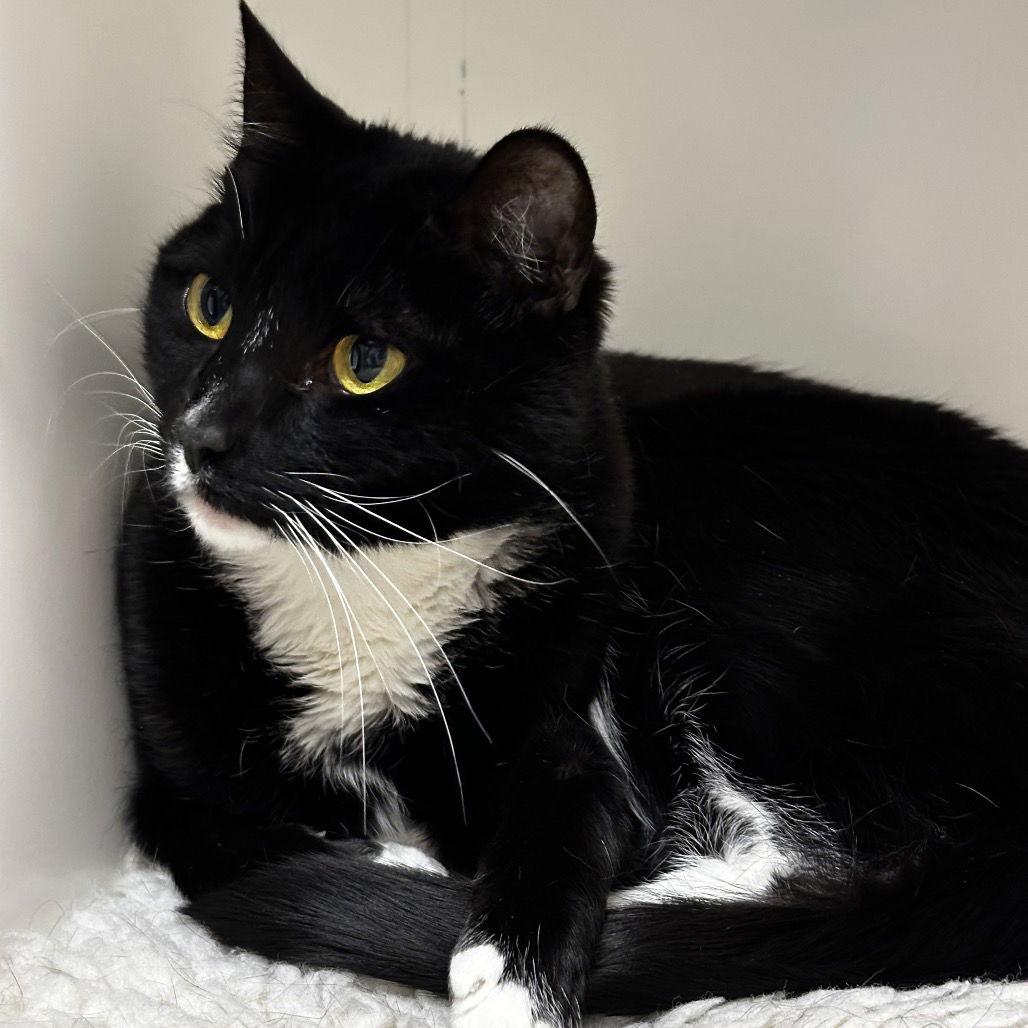 Taquito, a Adoptable Domestic Short Hair in Rohnert Park, CA image 1/2