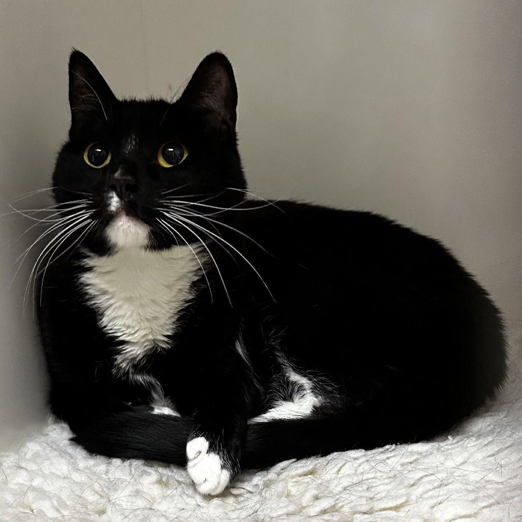 Taquito, a Adoptable Domestic Short Hair in Rohnert Park, CA image 2/2