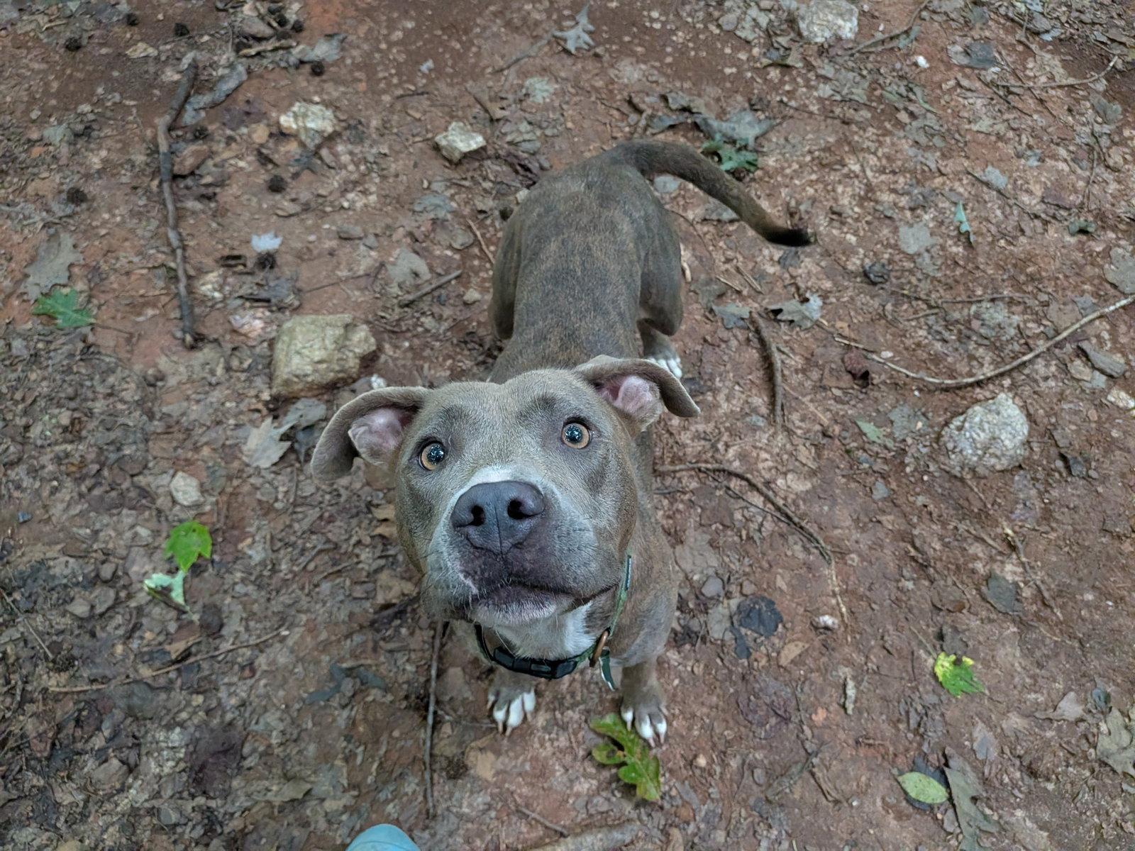 Naomi, Adoptable, Adult Female Mixed Breed.
