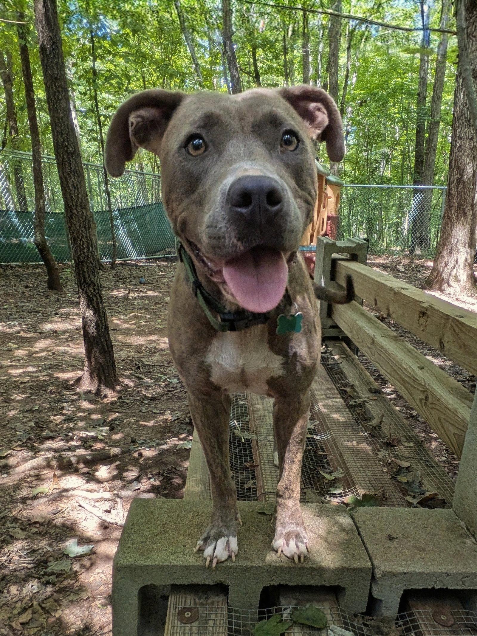Enlarge Naomi, a Adoptable Mixed Breed in Mc Cormick, SC image 2/3