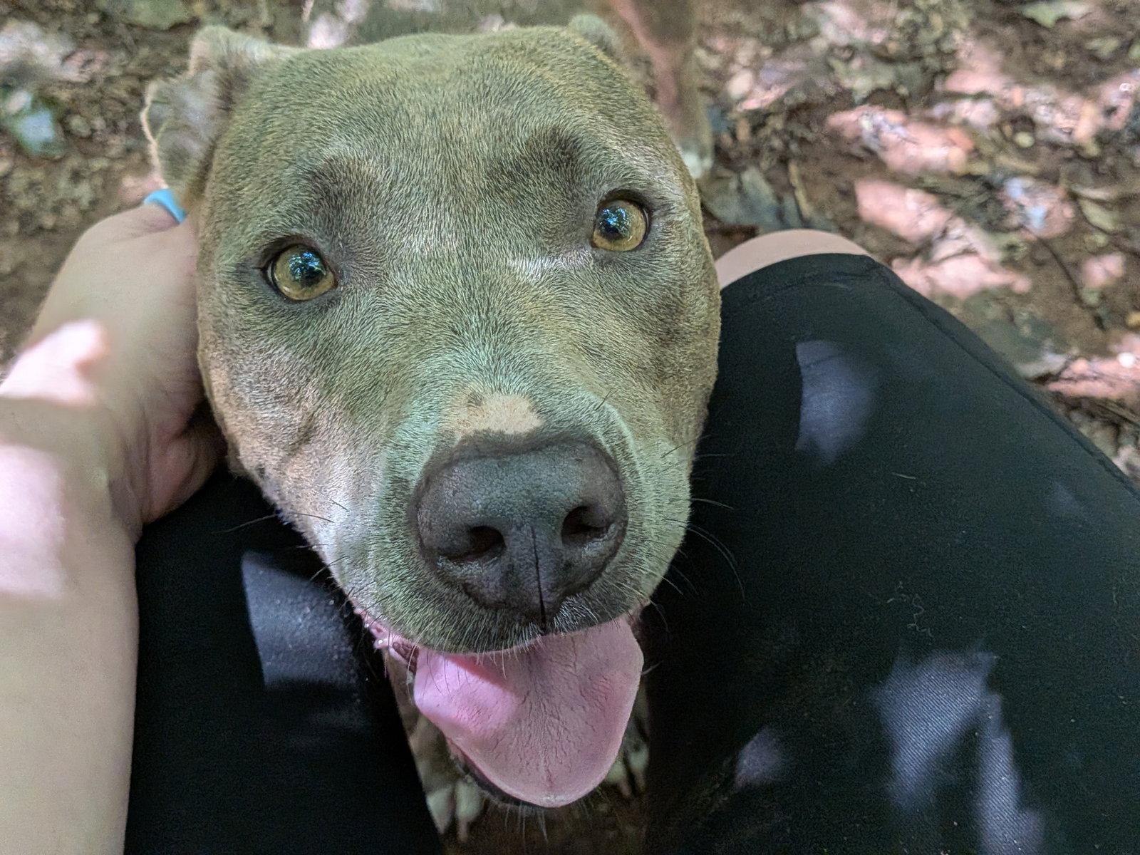 Enlarge Naomi, a Adoptable Mixed Breed in Mc Cormick, SC image 3/3
