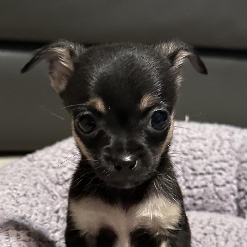 Cisco, Adoptable, Puppy Male Chihuahua & Mixed Breed.