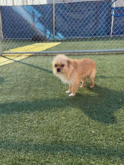 Enlarge Lani, a Adoptable mixed breed in Carrollton, TX image 1/2