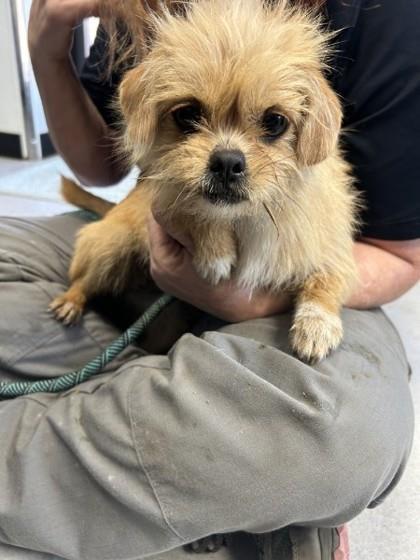 Enlarge Lani, a Adoptable mixed breed in Carrollton, TX image 2/2