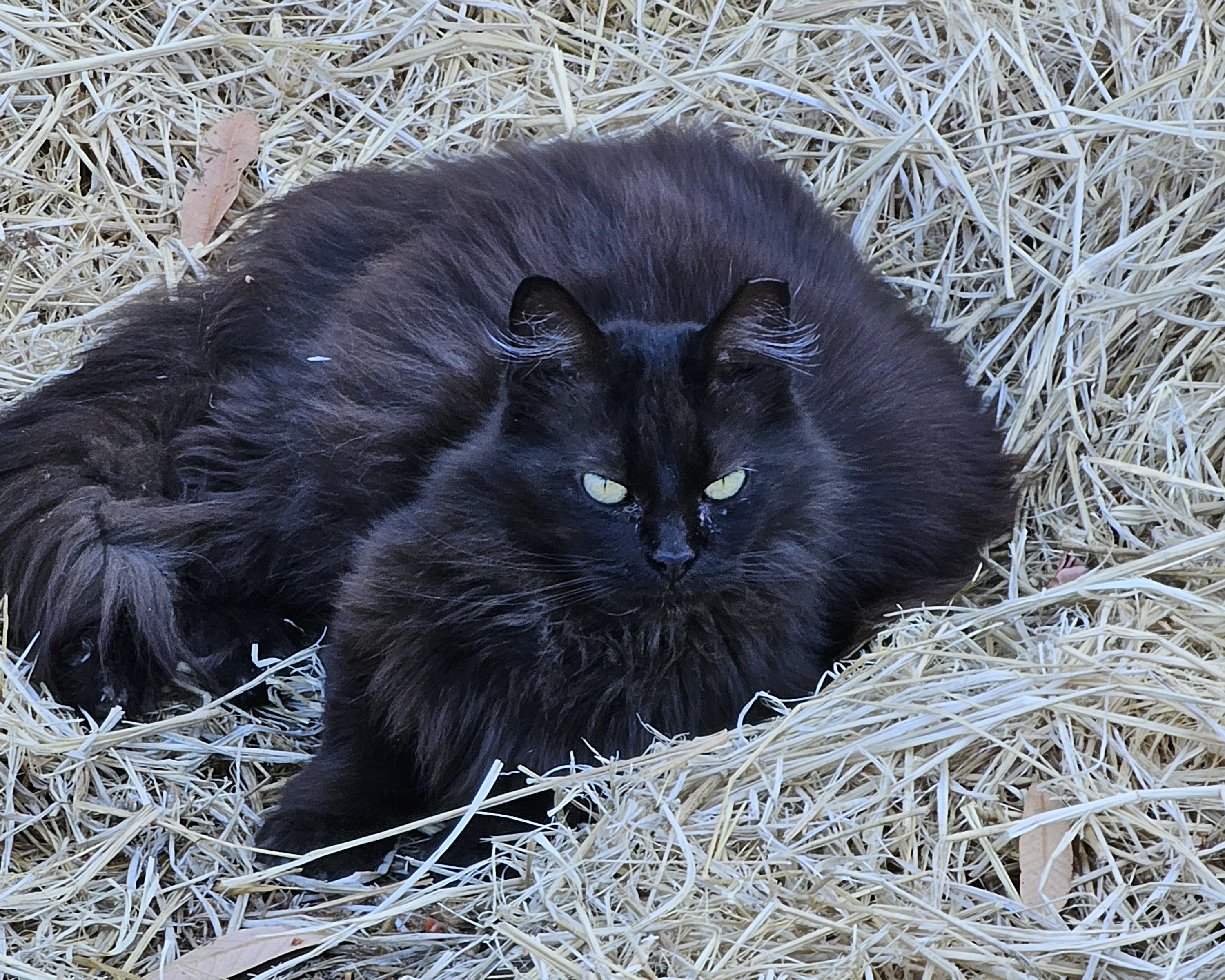 Zephyr, Adopted, Adult Female Domestic Long Hair.