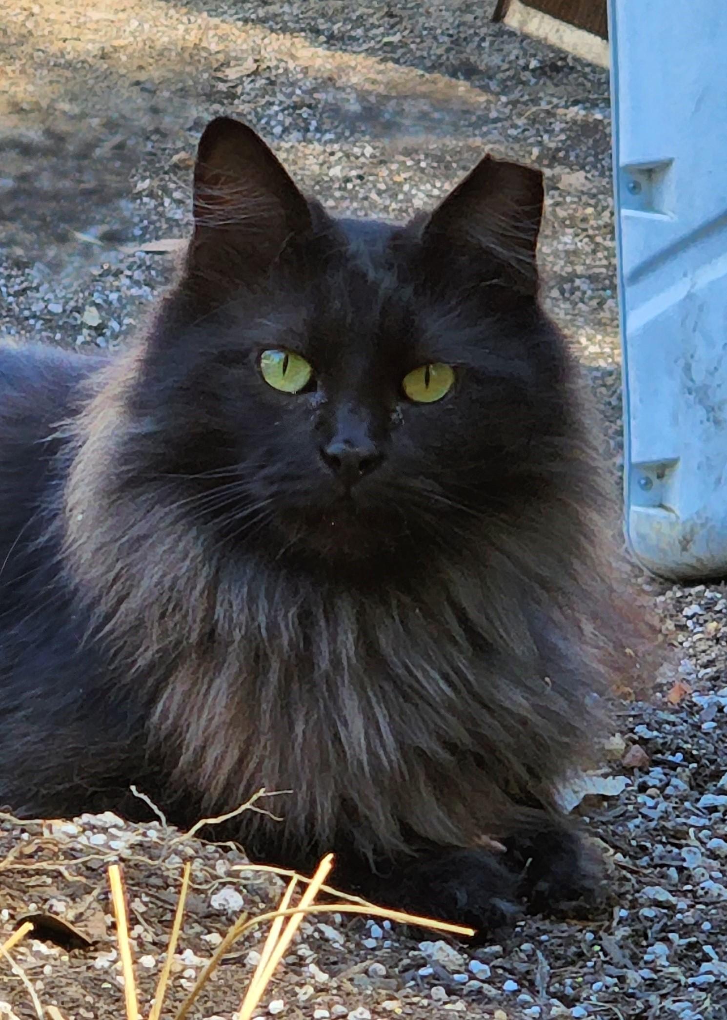 Zephyr, a Adopted mixed breed in Brenham, TX image 3/4