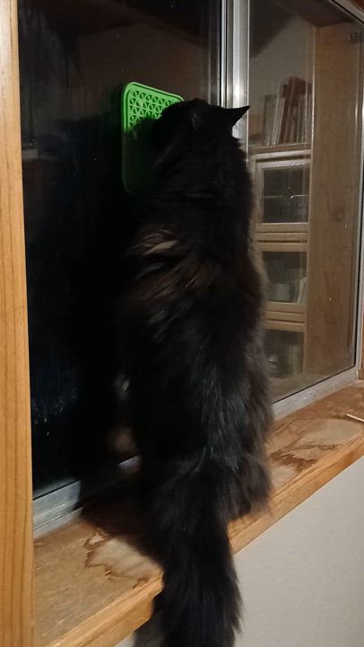 Enlarge Zephyr, a Adopted mixed breed in Brenham, TX video 4/4