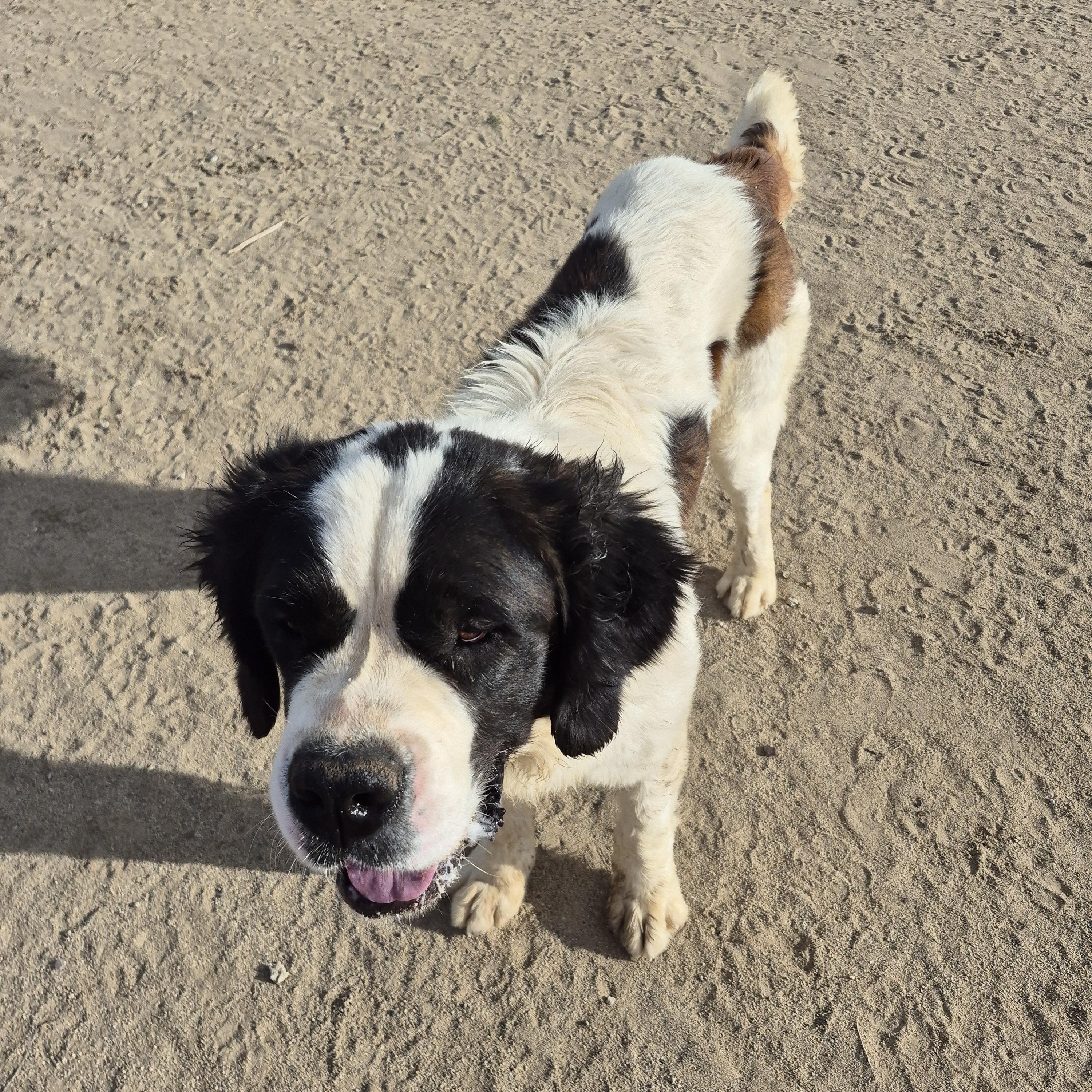 NORMAN, a Adoptable Saint Bernard in Sparks, NV image 1/4